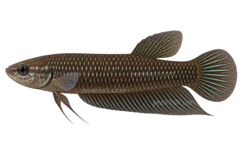 Slender betta — natural-colour adult male; AI-generated left-facing side-view illustration