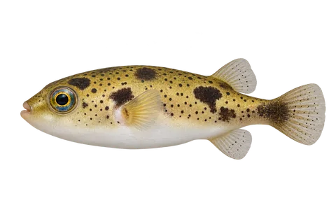 Carinotetraodon imitator（Carinotetraodon imitator）自然成体左向侧面AI示意图