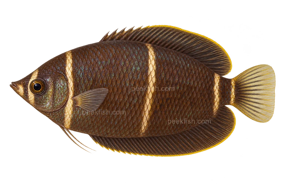 AI illustration of Sphaerichthys osphromenoides, complete left-facing side view