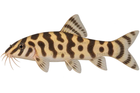 Botia histrionica — left-facing adult AI illustration, not a photograph