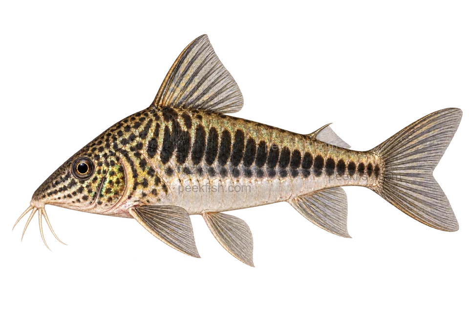 AI illustration of Corydoras fowleri, complete left-facing side view