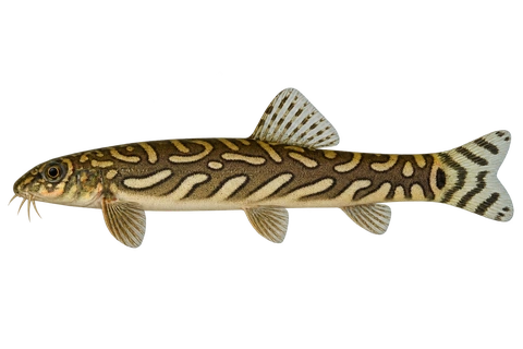 Mesonoemacheilus triangularis 成体完整左向侧面AI示意图