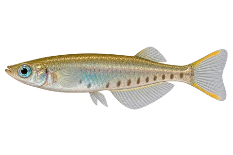 Celebes ricefish, adult male with yellow-orange tail bands and lower-flank marks, left-facing AI illustration