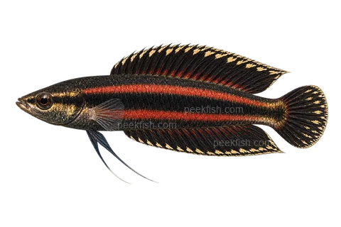 AI illustration of Parosphromenus juelinae, complete left-facing side view