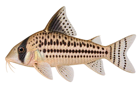 AI illustration of Brochis ornata, complete left-facing side view