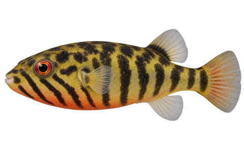 Carinotetraodon salivator（Carinotetraodon salivator）自然成体左向侧面AI示意图