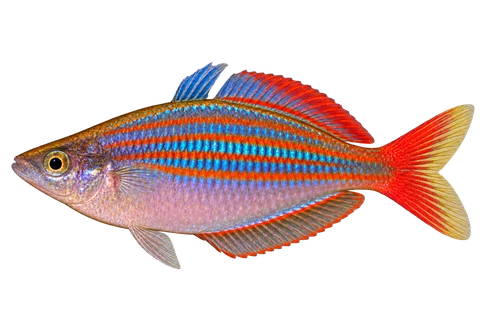 Melanotaenia rubrivittata 雄鱼朝左透明侧面AI示意图