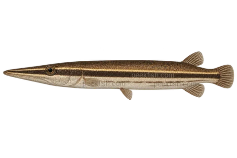 AI illustration of Luciocephalus pulcher, complete left-facing side view