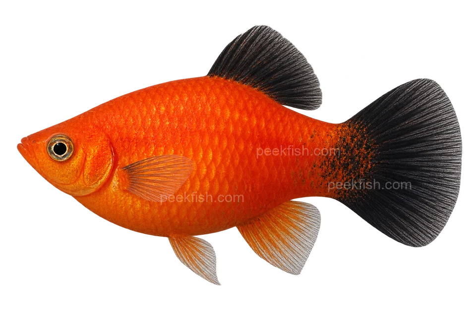Southern platy — domestic red-wag normal-body; breeding ancestry unverified; AI-generated side-view illustration