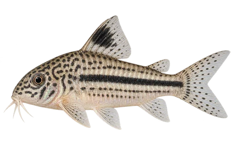 三线鼠 (Hoplisoma trilineatum) AI示意图