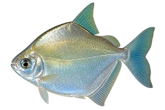 Metynnis argenteus 成体代表外观，朝左透明侧面AI示意图，非实拍。