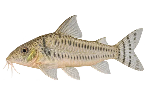 Corydoras aurofrenatus完整左向侧面AI示意图