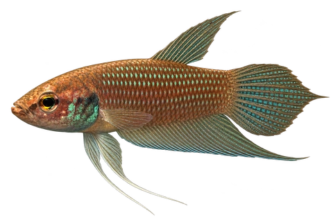 Betta ferox完整左向侧面AI示意图