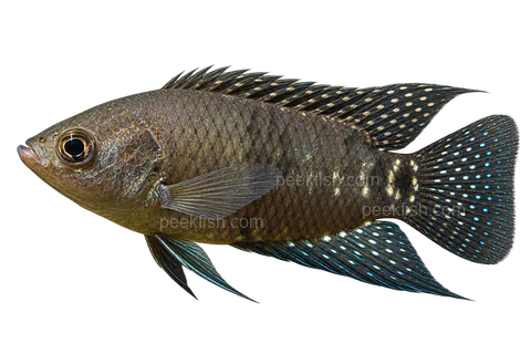 Microctenopoma congicum left-facing AI illustration