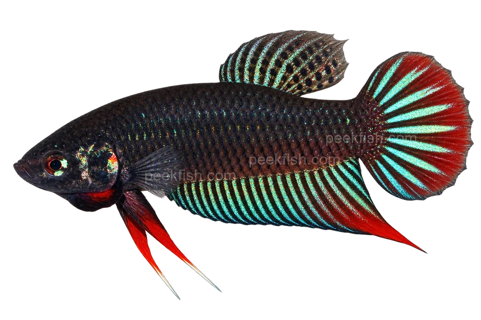 Betta siamorientalis完整左向侧面AI示意图