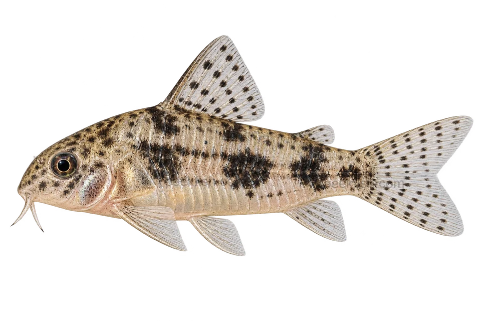 Hoplisoma habrosum (Hoplisoma habrosum) AI示意图