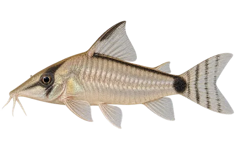 Corydoras simulatus完整左向侧面AI示意图