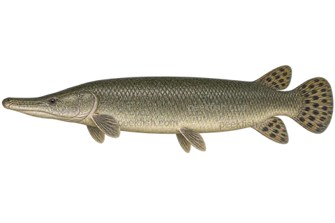 Alligator gar, adult natural-colour left-facing AI illustration