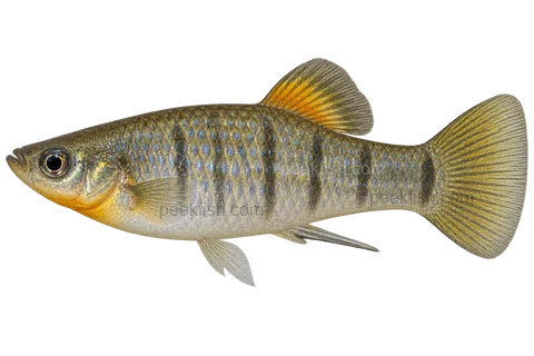 Limia tridens — natural-type adult male, left-facing AI illustration