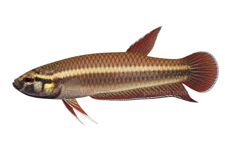 AI illustration of Betta dennisyongi, complete left-facing side view
