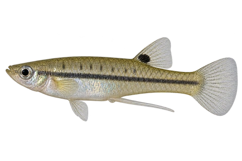 Heterandria formosa 自然型成年雄鱼AI示意图。