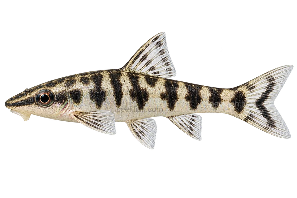 斑马小精灵 (Otocinclus cocama) AI示意图