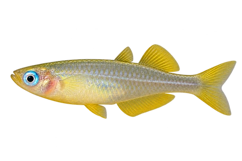 Pseudomugil reticulatus完整左向侧面AI示意图
