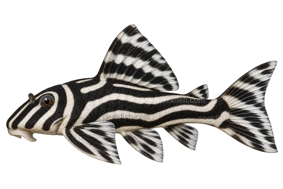 熊猫异型（斑马异型，L046） (Hypancistrus zebra) AI示意图