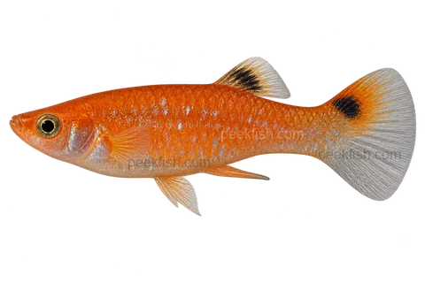 Left-facing adult male Poecilia picta AI illustration of the Red Surinam phenotype, orange-red body and upper caudal spot.