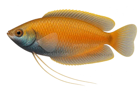 蜜丝足鲈 (Trichogaster chuna) AI示意图