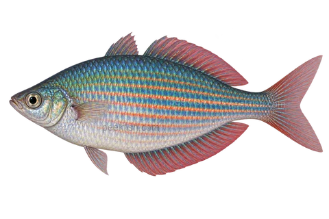 AI illustration of adult male Melanotaenia rubrostriata, left side, natural adult male; not Dekai trade identification