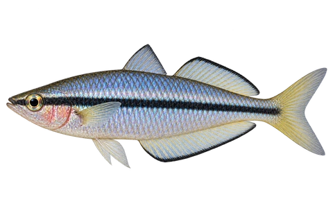 Melanotaenia nigrans 成体雄鱼完整左向侧面AI示意图
