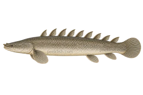 Senegal bichir, left-facing adult natural-colour AI side-view illustration