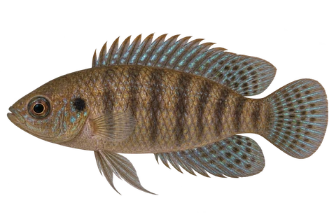 变色鲈 (Badis badis) AI示意图