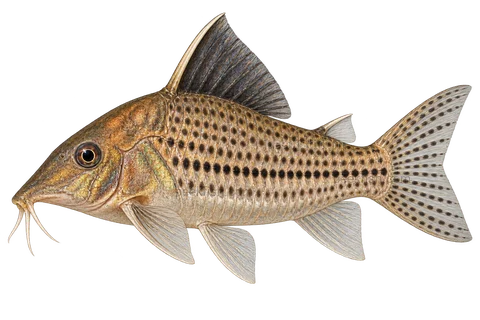 AI illustration of Brochis robusta, complete left-facing side view