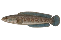 Blue rainbow snakehead — Natural adult, sex unspecified; no pelvic fins, blue fins, no orange-red tail patches; AI-generated illustration.