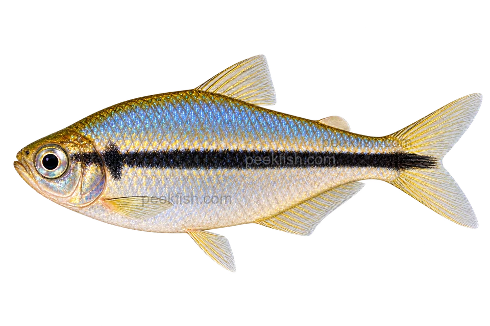 Adult male black stripe tetra outside courtship — AI illustration