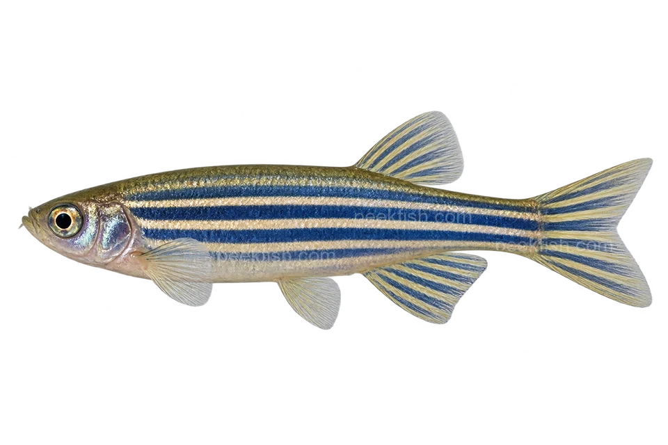 AI illustration of a left-facing adult male wild-color zebrafish with short fins and blue horizontal stripes extending onto the tail