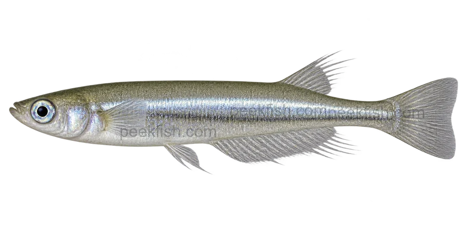 Sarasin’s ricefish, natural adult male with silver lateral stripe and extended dorsal and anal fin rays, left-facing transparent AI illustration