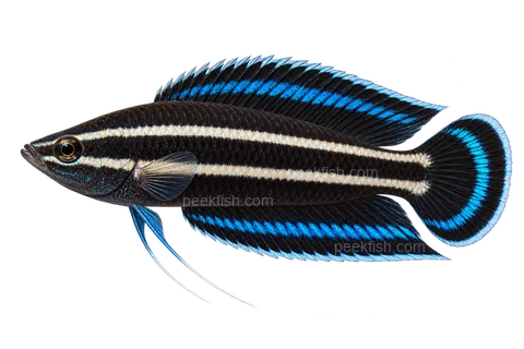 AI illustration of Parosphromenus harveyi, complete left-facing side view