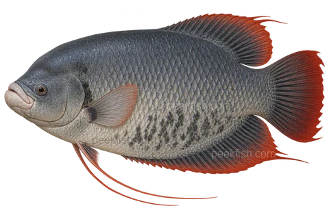 Giant red tail gourami — natural-colour adult male; AI-generated left-facing side-view illustration