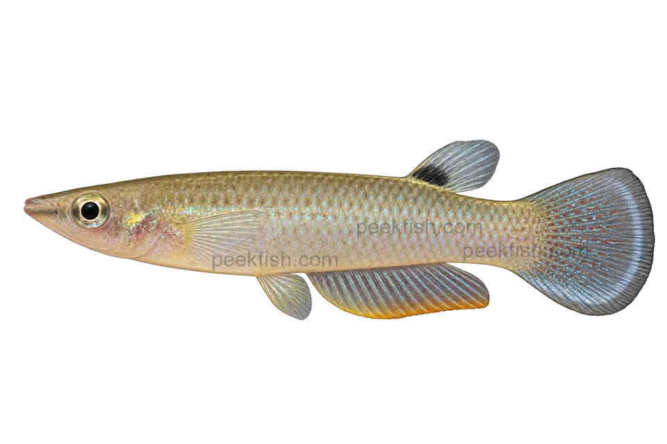 Aplocheilus panchax, adult male left-facing AI illustration; Mainland-India-reference adult male illustration; not armatus or andamanicus