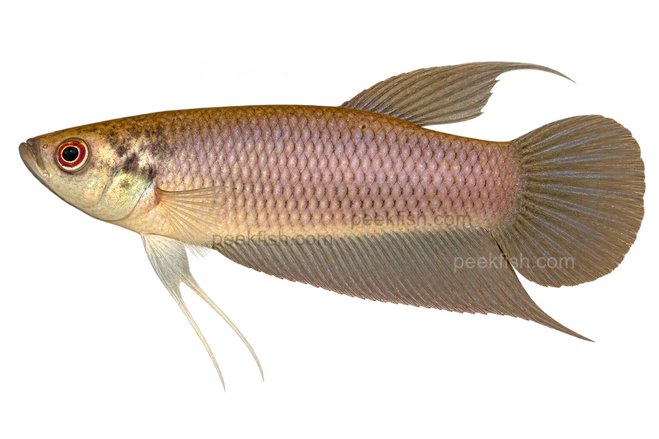 Betta renata完整左向侧面AI示意图