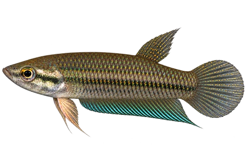 Betta pallida完整左向侧面AI示意图