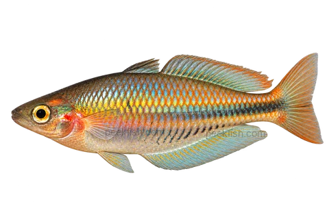 Melanotaenia picta, natural-form representative in left-facing lateral AI illustration; not a photograph.