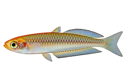 Rhadinocentrus ornatus 自然型代表外观,朝左透明侧面AI示意图,非实拍。