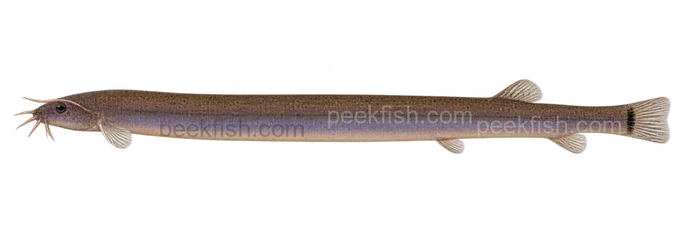 Pangio bitaimac: natural-colour, left-facing lateral AI illustration, not a photograph; intended representative adult form, sex unspecified; no specimen, exact-stage or expert identification is claimed.