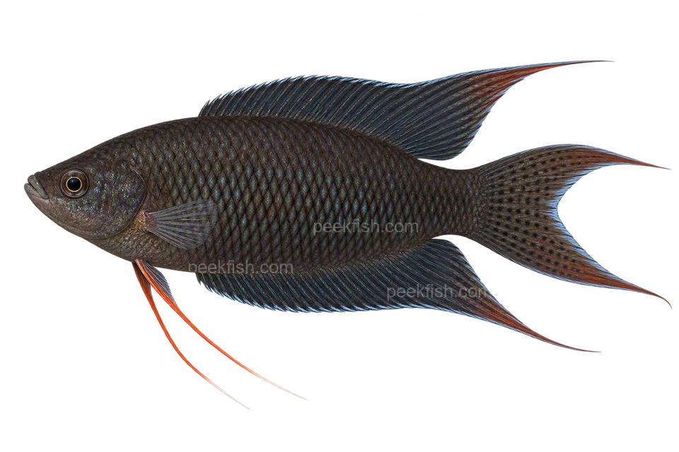 AI illustration of Macropodus spechti, complete left-facing side view