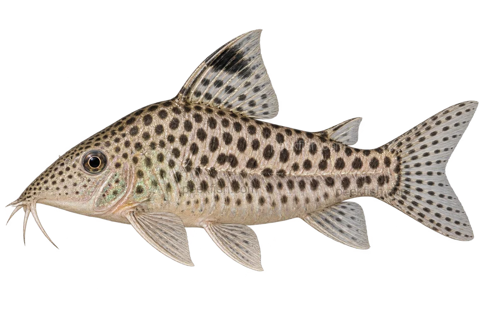 Brochis leopardus完整左向侧面AI示意图