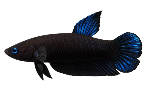 Betta persephone完整左向侧面AI示意图